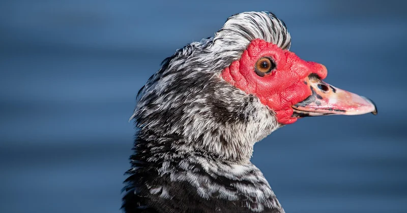Combien de temps cuire une cuisse de canard au four ?