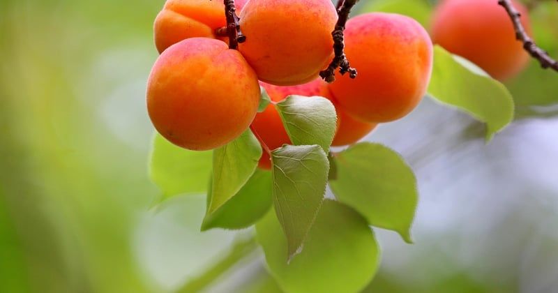 10 desserts faciles aux fruits de saison pour un été tout en fraîcheur